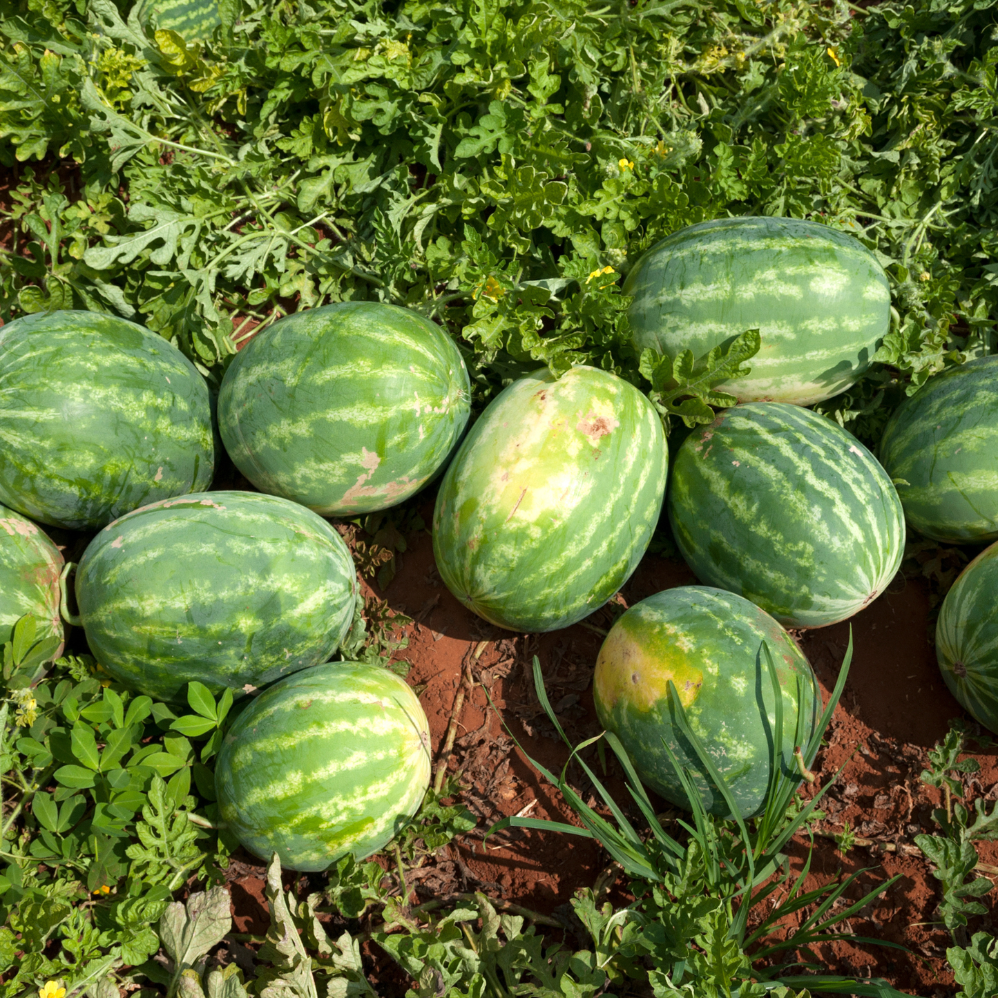 Crimson Sweet Watermelon