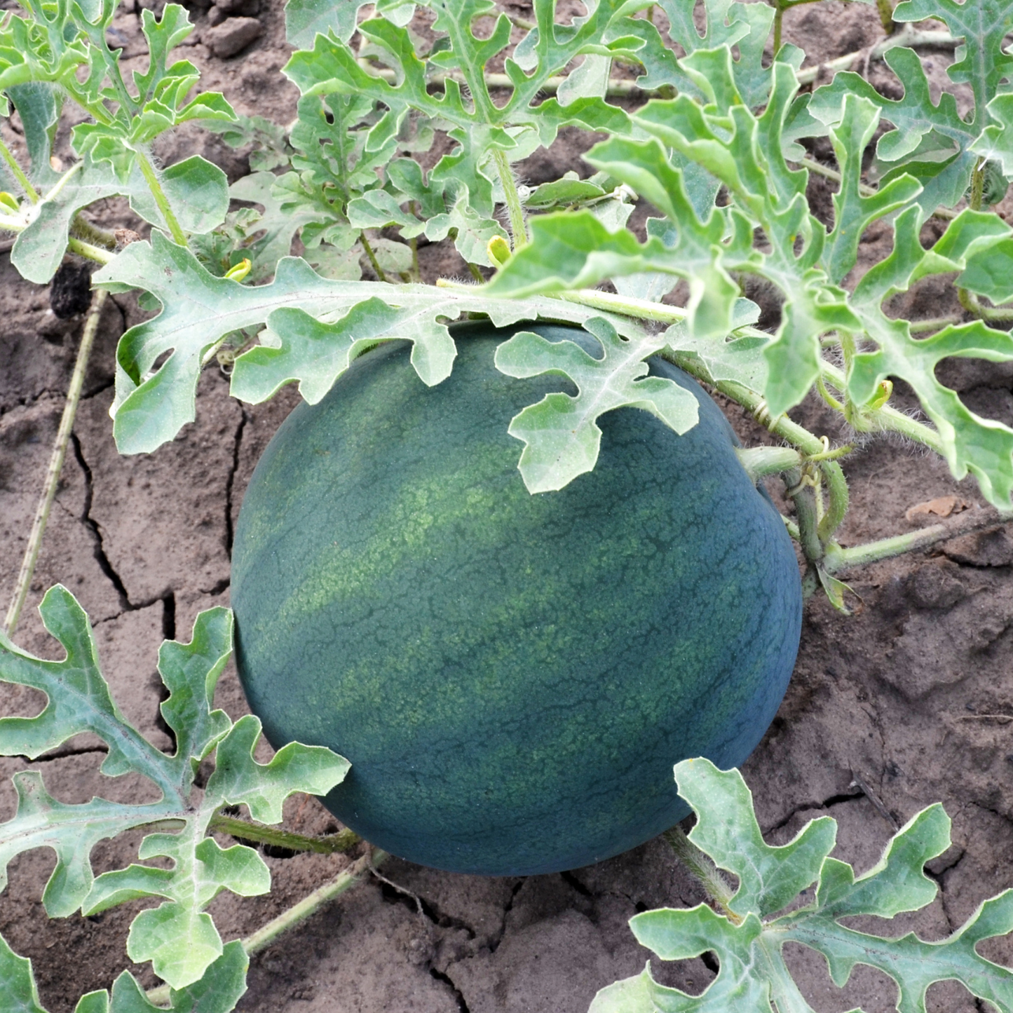 Sugar Baby Watermelon