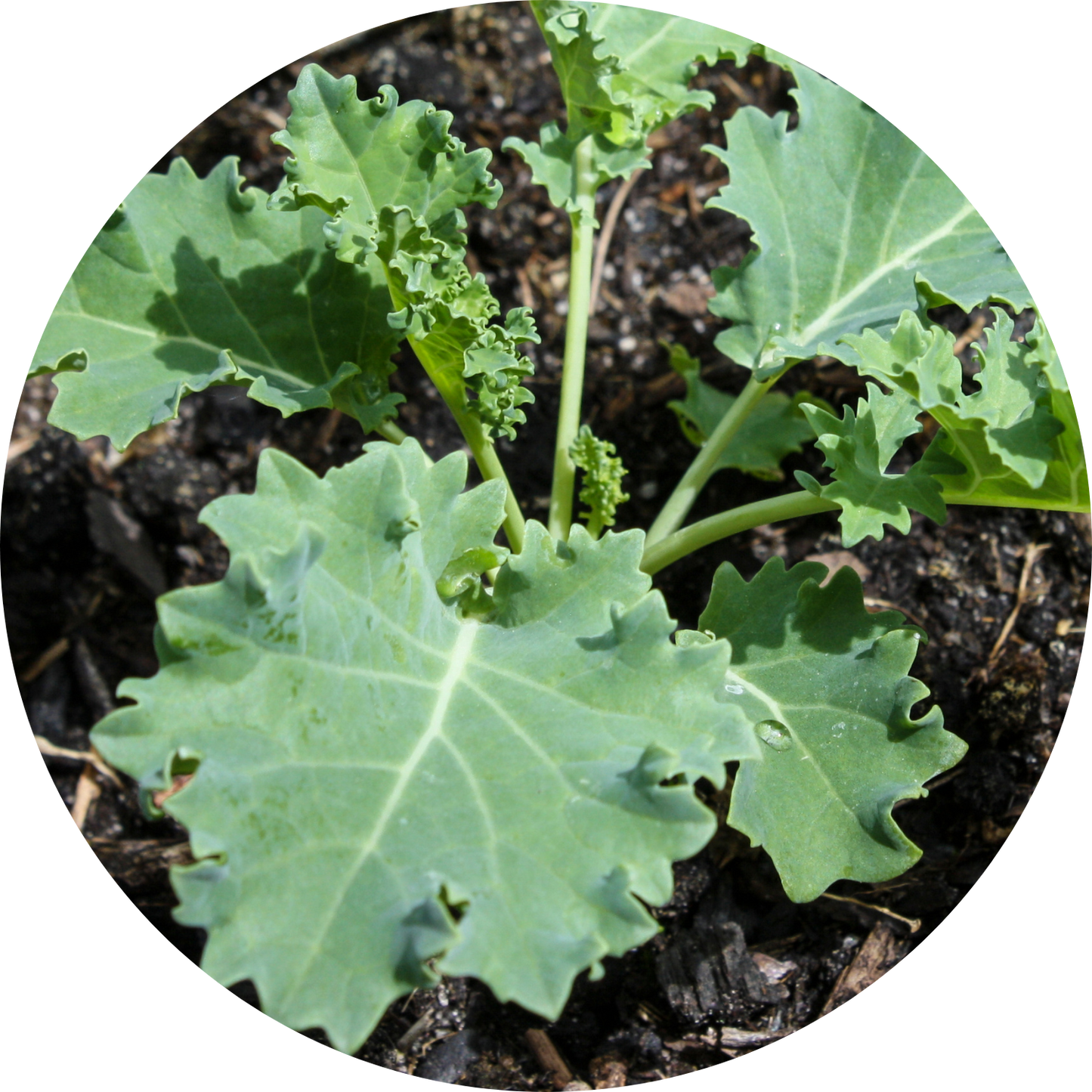 White Russian Kale