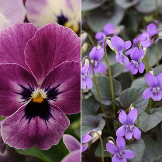 Winter Blooms Window Box Bundle