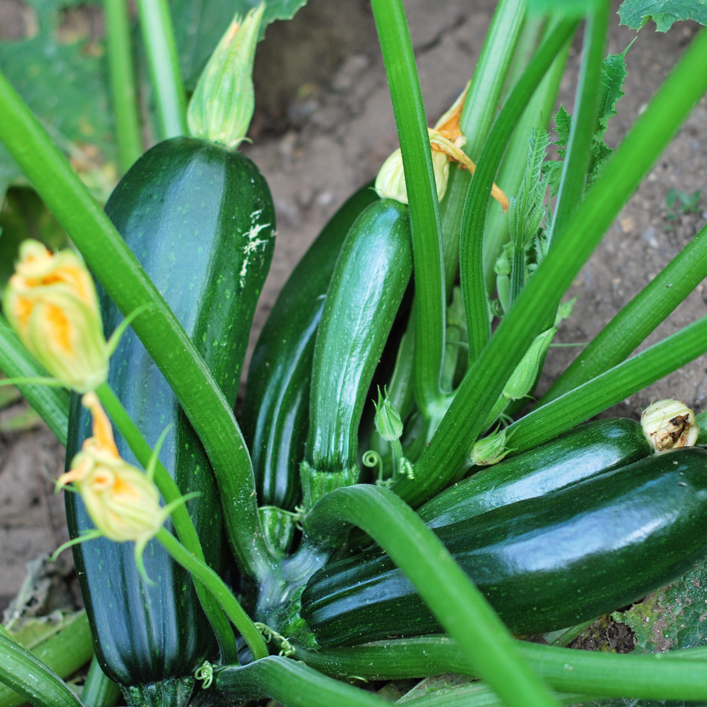 Black Beauty Zucchini