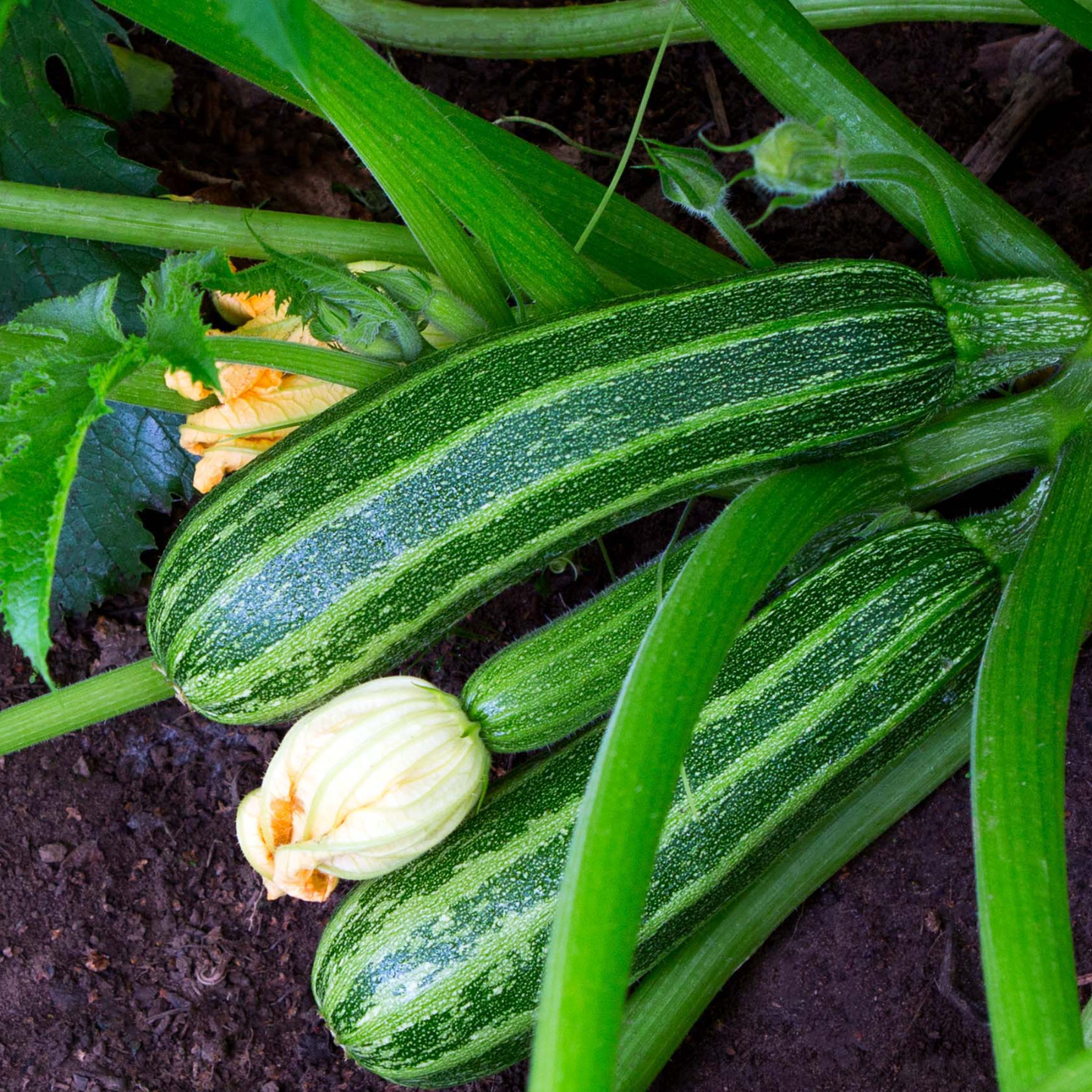 Costata Romanesco Zucchini
