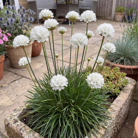 Dream Clouds Dreameria Armeria
