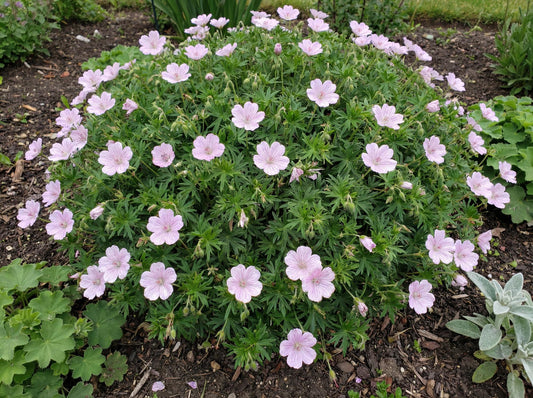 Lancastriense Geranium