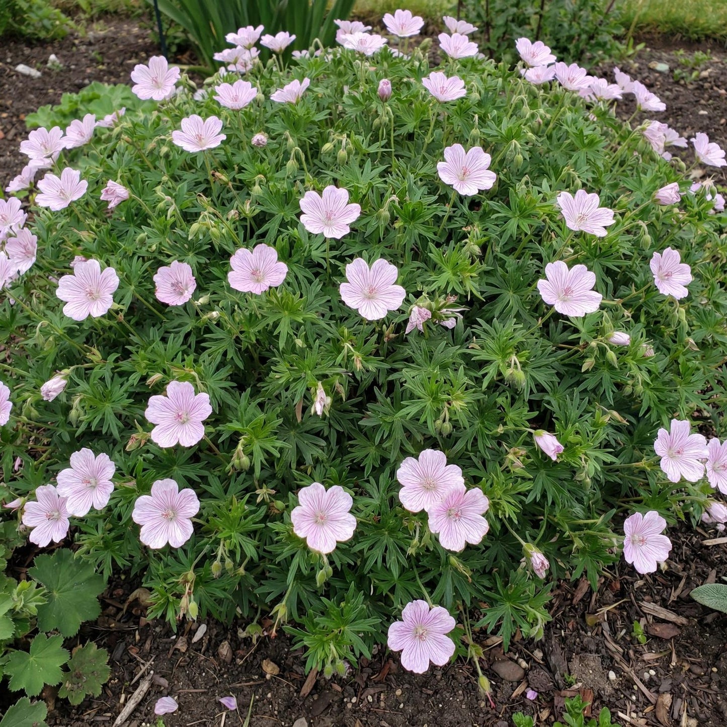 Lancastriense Geranium