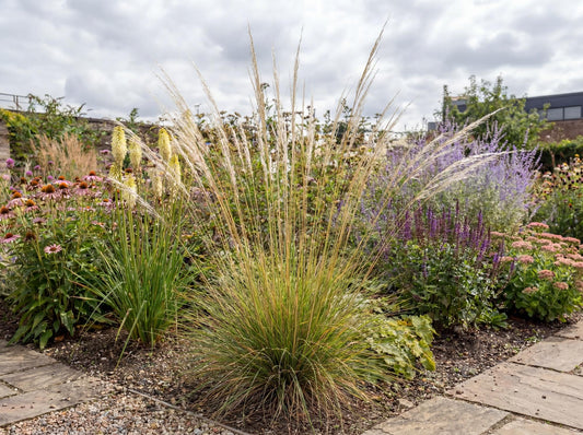 Peruvian Feather Grass