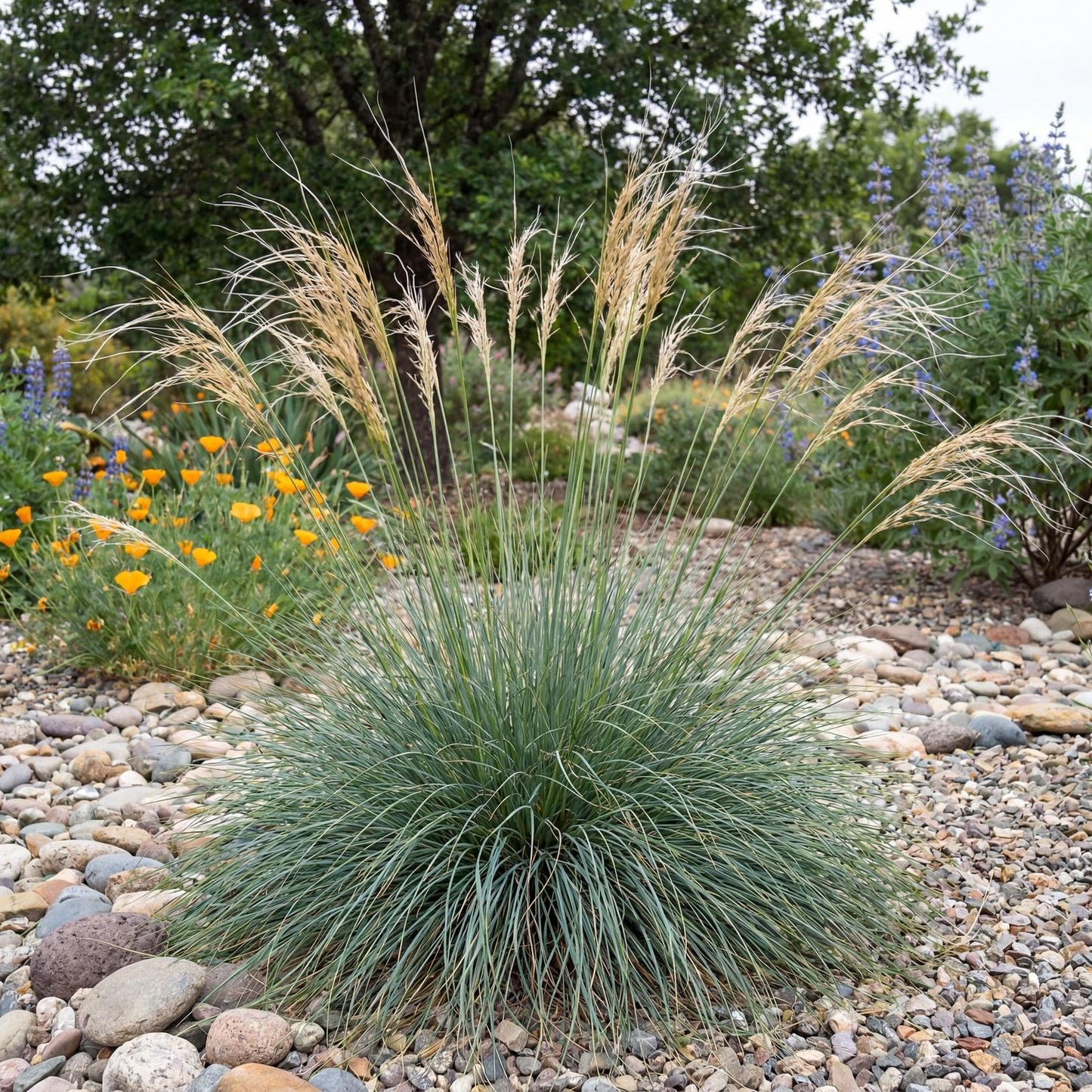 Purple Needlegrass