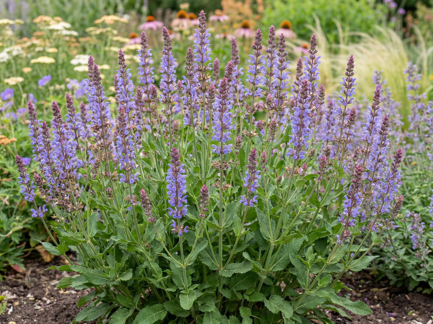 Blue Hills Salvia