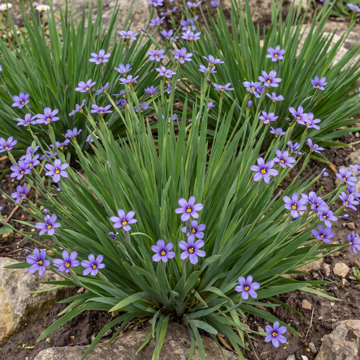 Rocky Point Blue-Eyed Grass