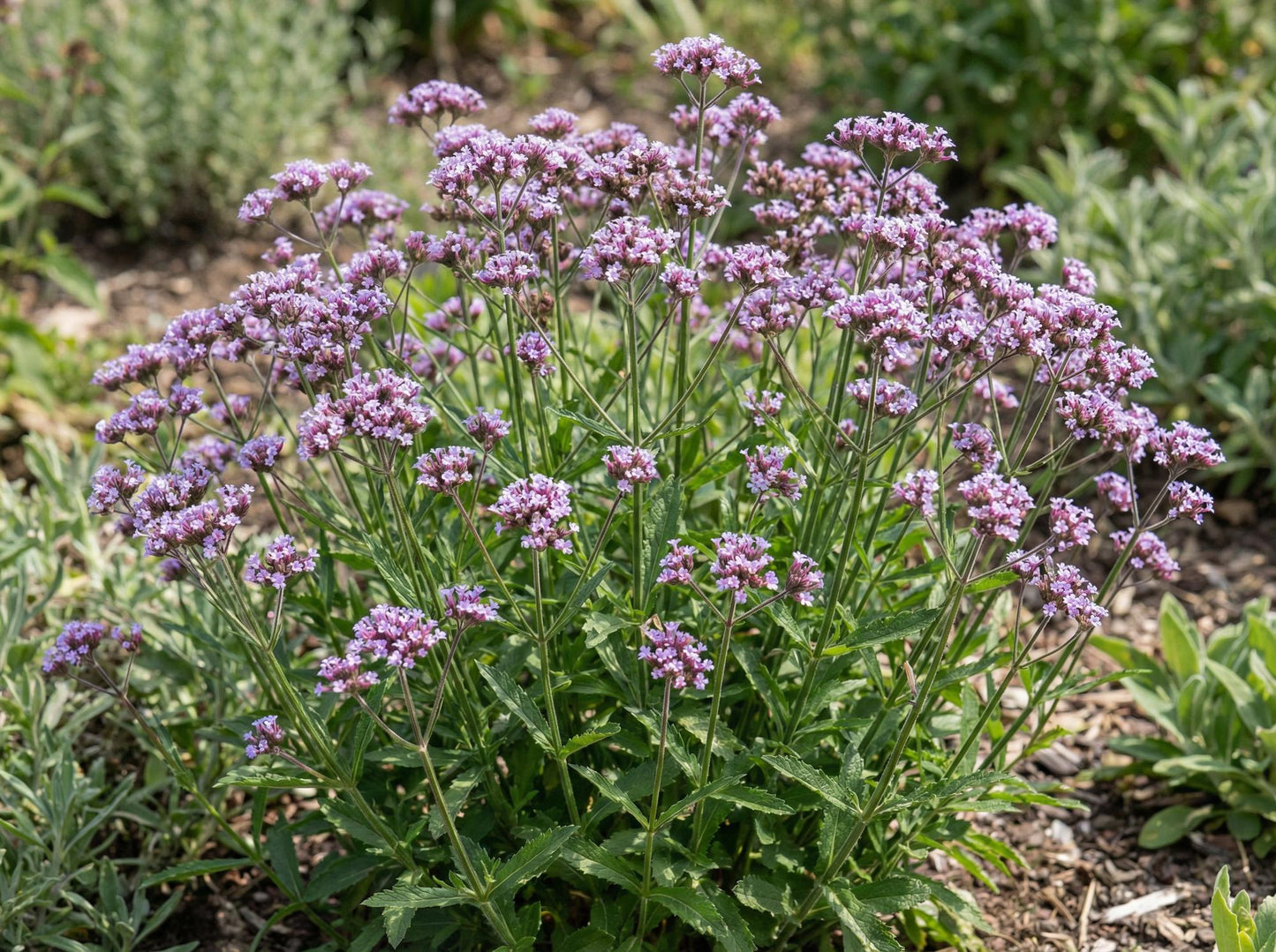 Lollipop Dwarf Verbena