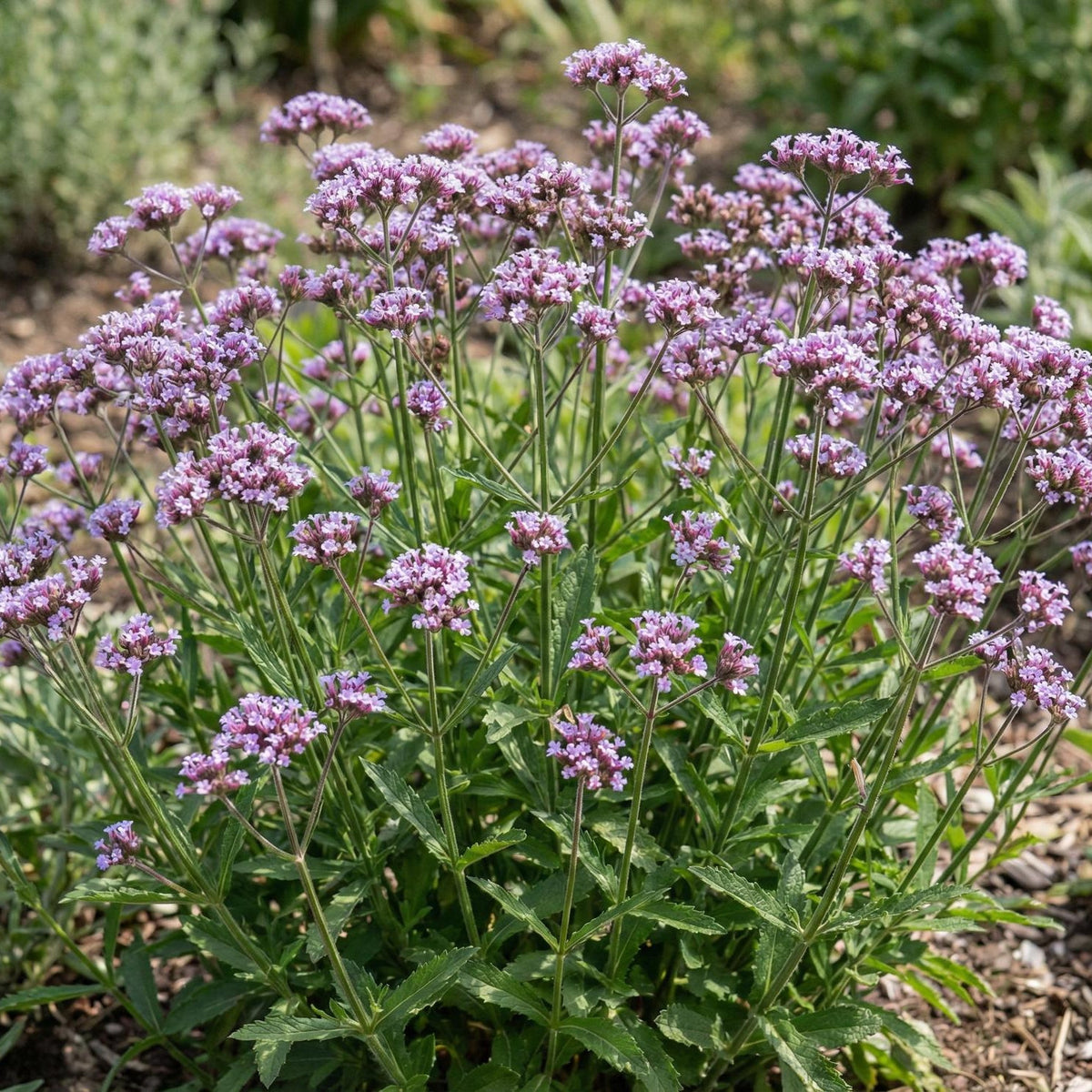 Lollipop Dwarf Verbena