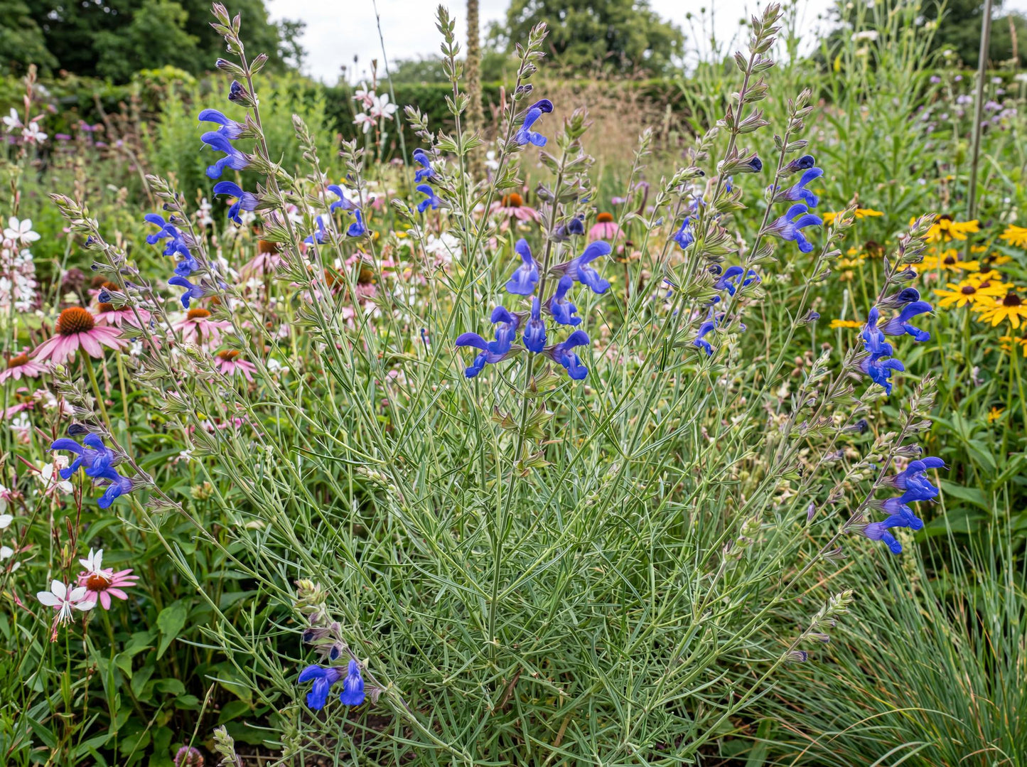 Blue Willow West Texas Grass Sage