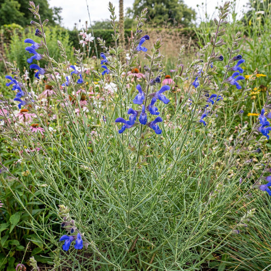 Blue Willow West Texas Grass Sage