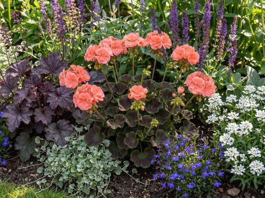 Brocade Salmon Night Fancy Leaf Geranium