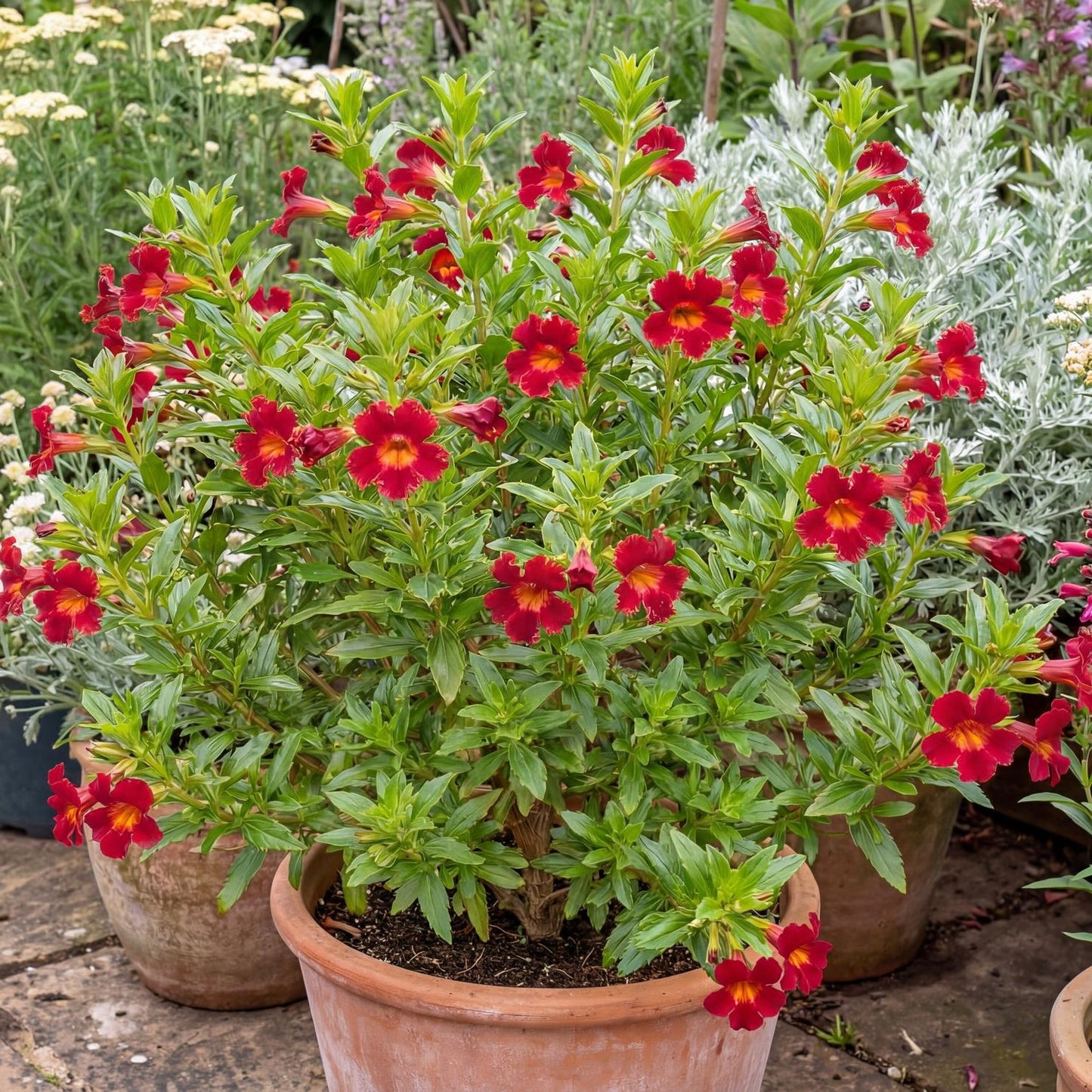 Mai Tai Red Monkeyflower in a 4-inch pot, deep red trumpet flowers with warm orange throats on a compact bush