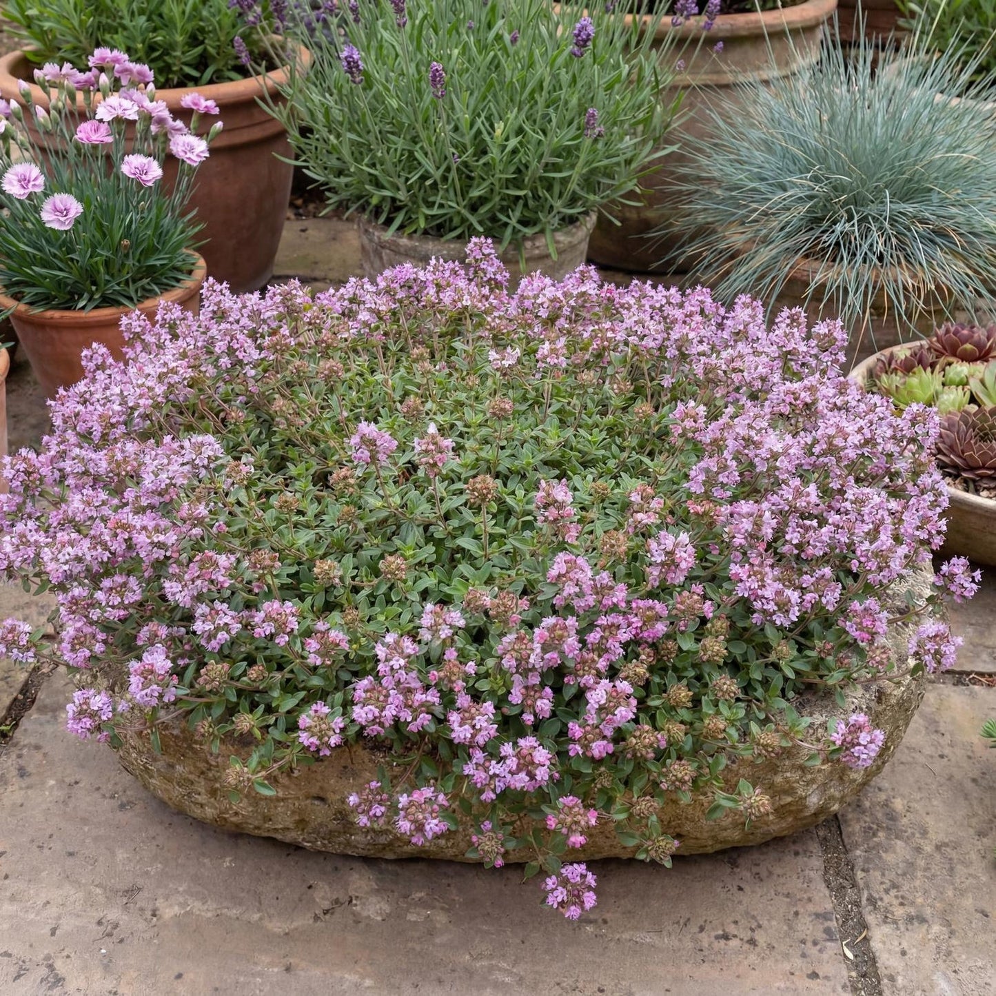 Magic Carpet Thyme