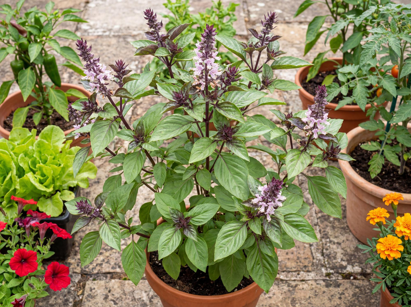 Spicy Bush Basil