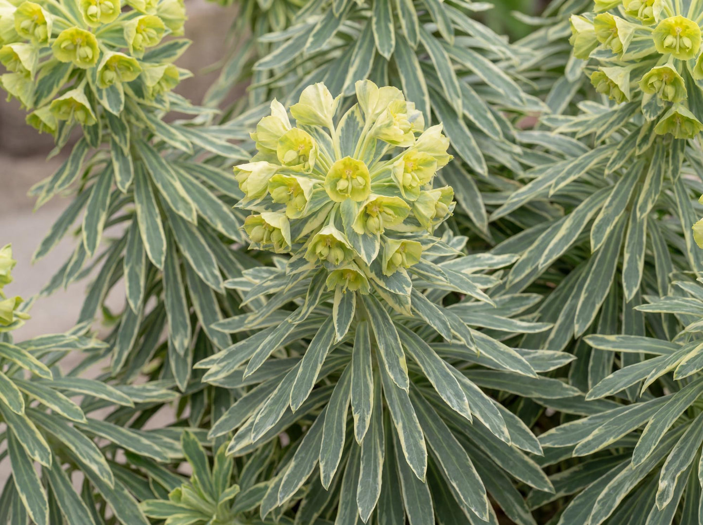 Tasmanian Tiger Spurge