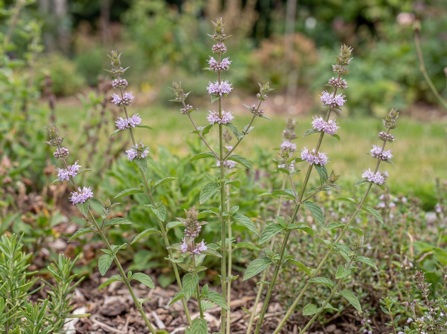 Thai Mint