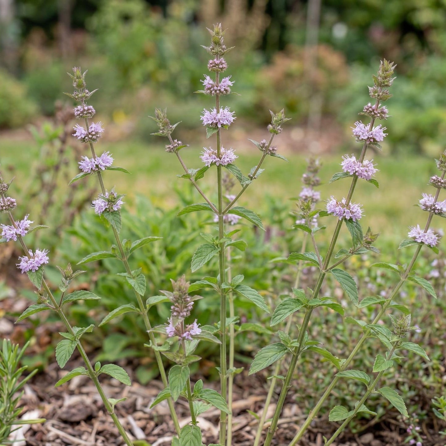 Thai Mint