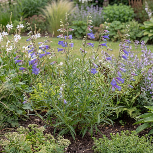 Electric Blue Foothill Penstemon