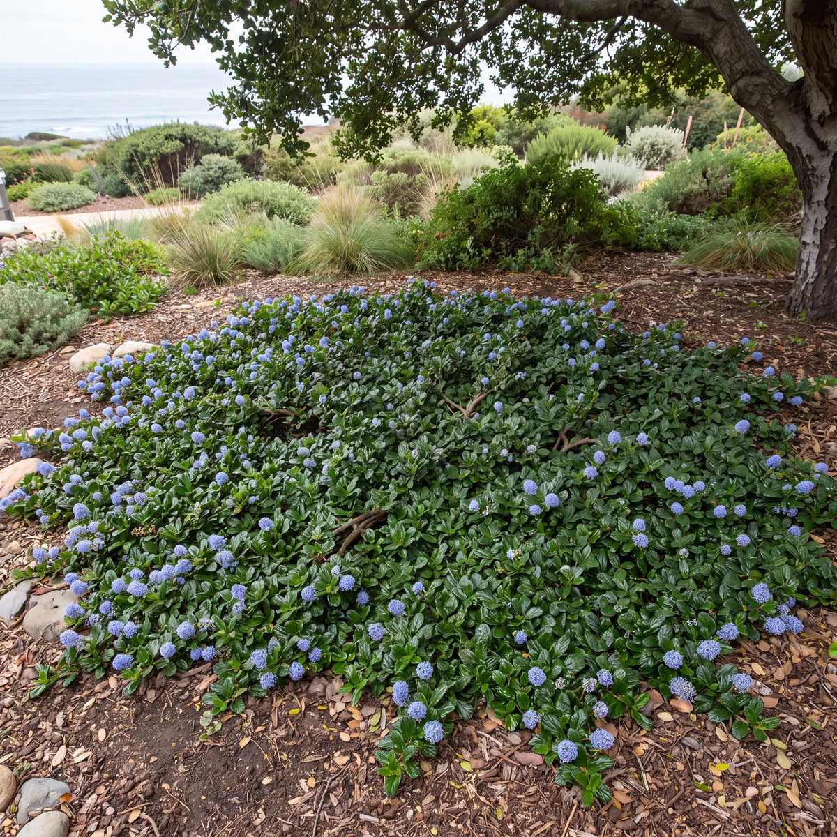 Hearst's California Lilac