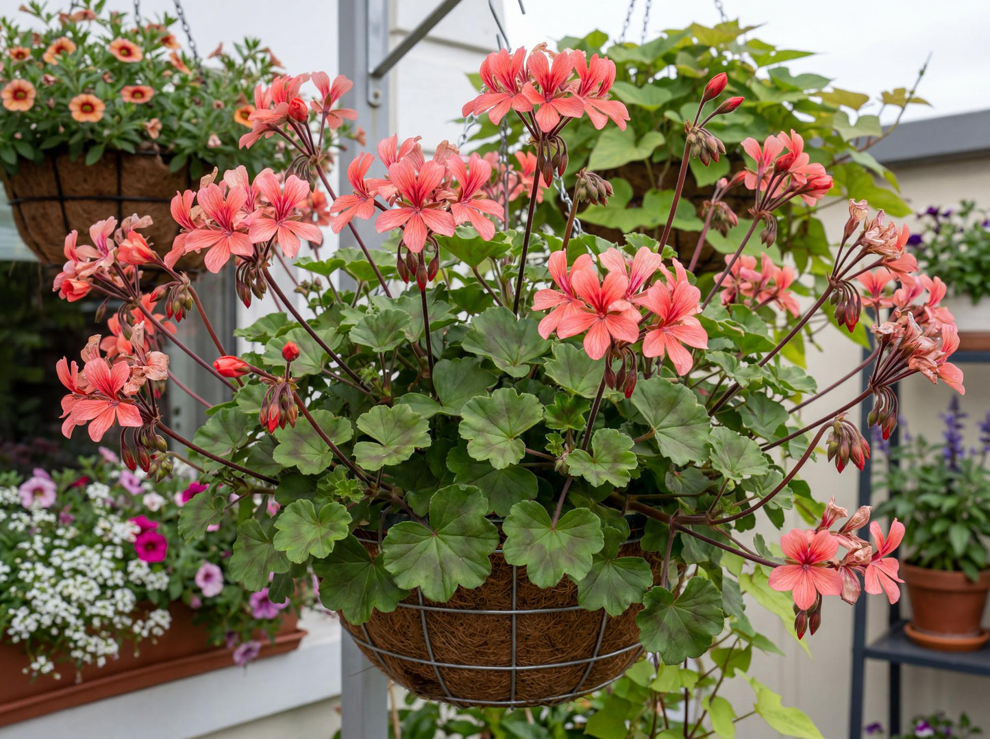 Caldera Salmon Interspecific Geranium
