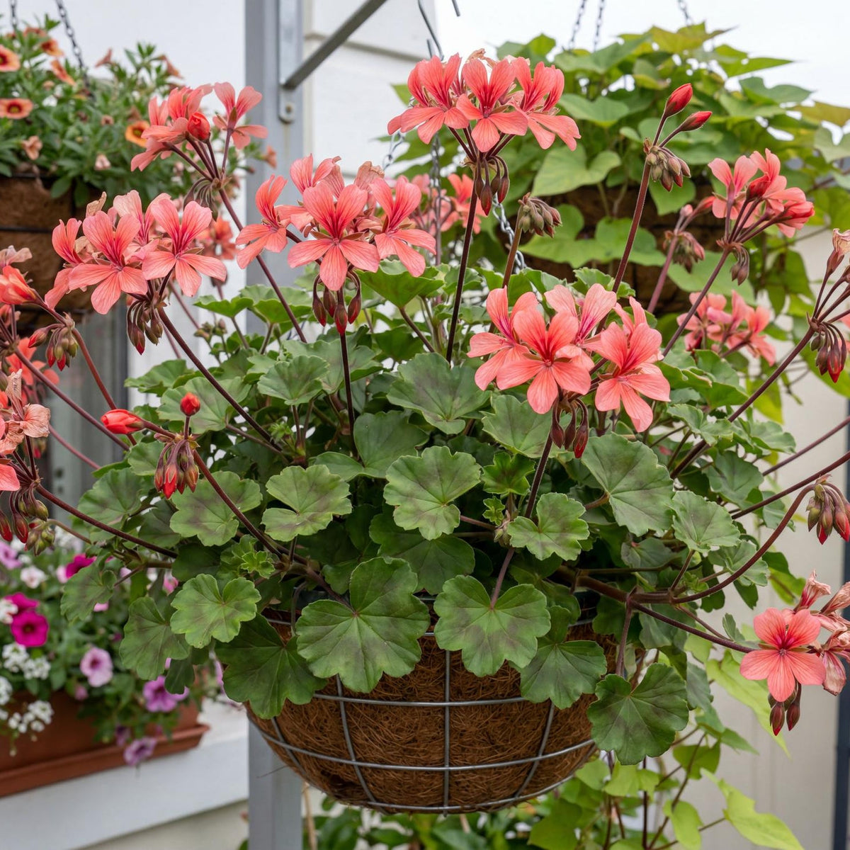 Caldera Salmon Interspecific Geranium