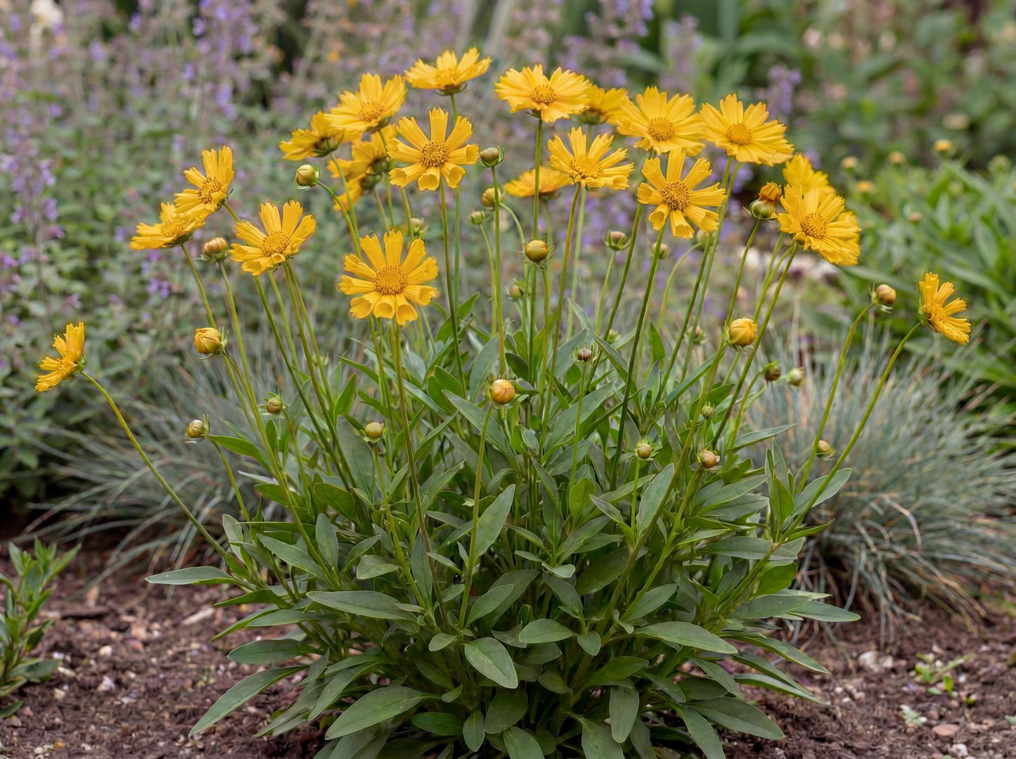 Jethro Tull Tickseed Coreopsis