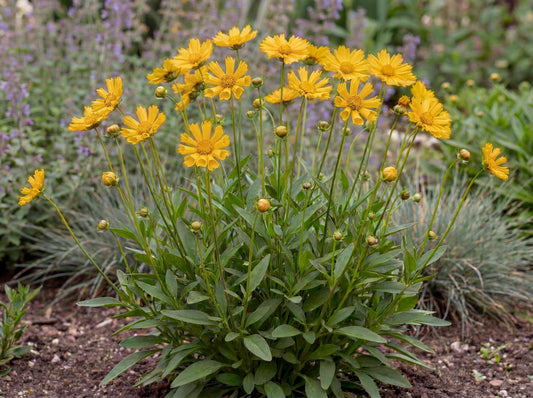 Jethro Tull Tickseed Coreopsis