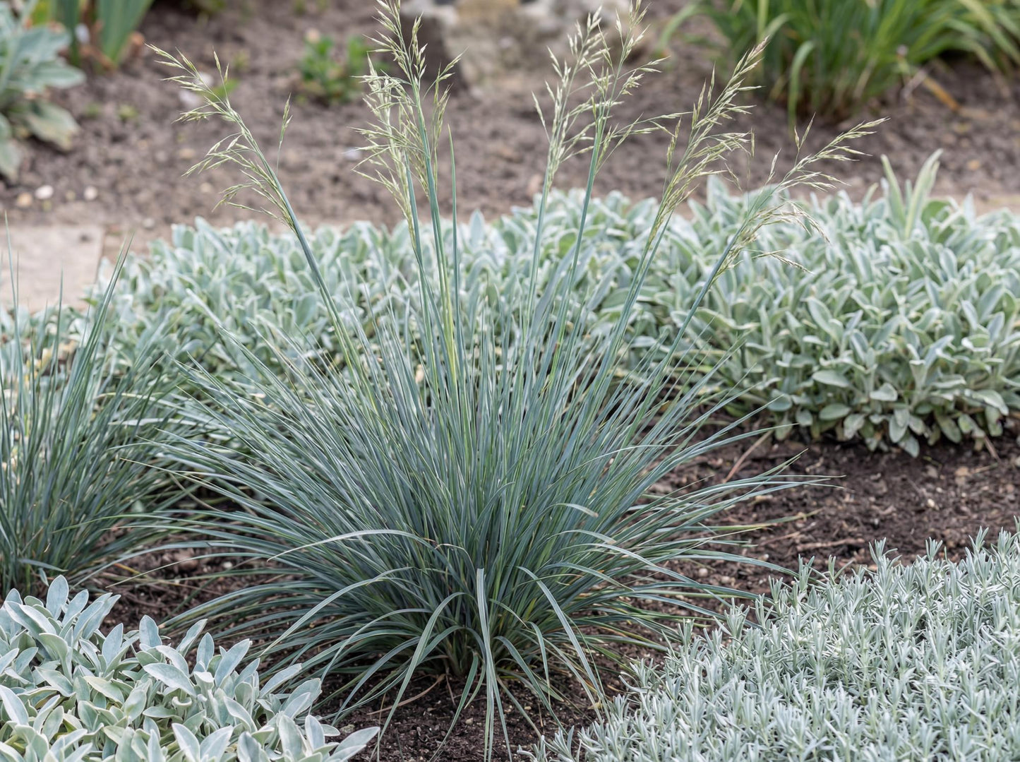 Sapphire Blue Oat Grass