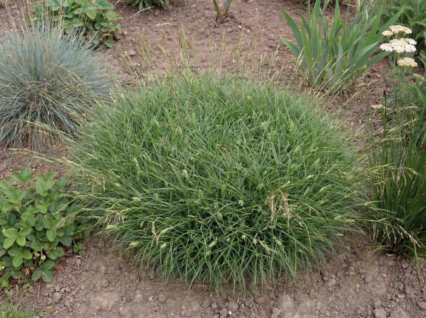 Pansa Carex