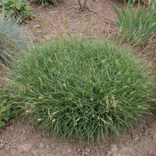 Pansa Carex