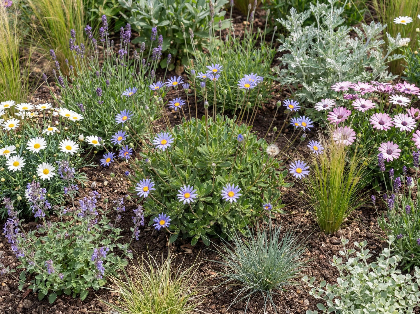 Felicity Blue Daisy