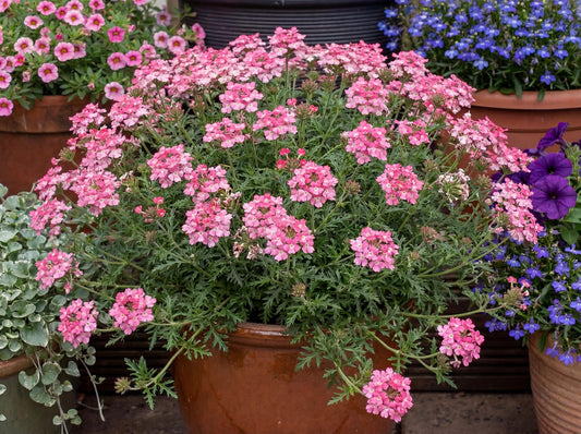 Tapien Pink Verbena
