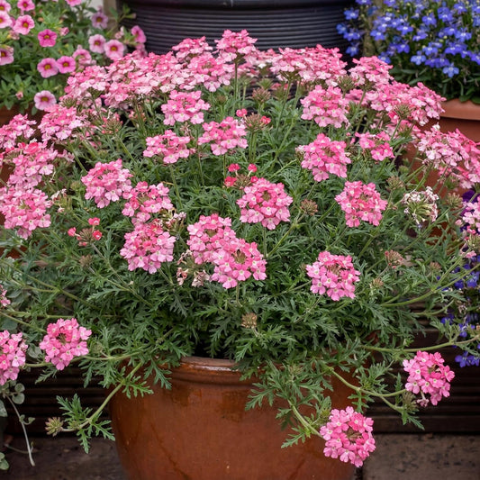Tapien Pink Verbena
