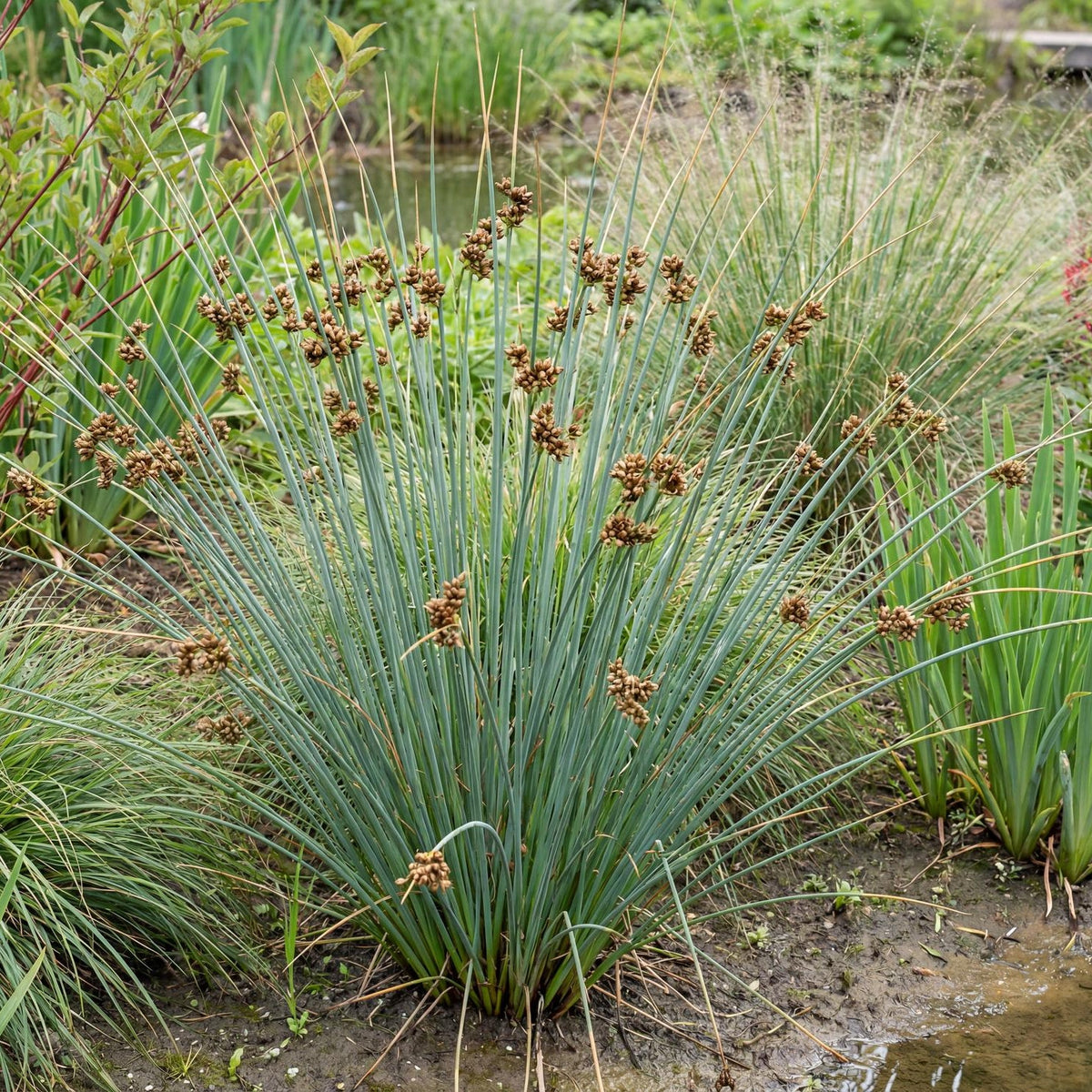 California Gray Rush in a 4-inch pot, upright blue-gray stems in a tufted clump for rain garden edges