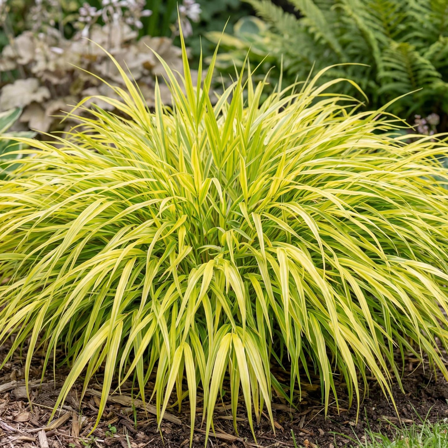 Aureola Japanese Forest Grass in a 4-inch pot, with yellow-green striped blades in soft arching mounds.