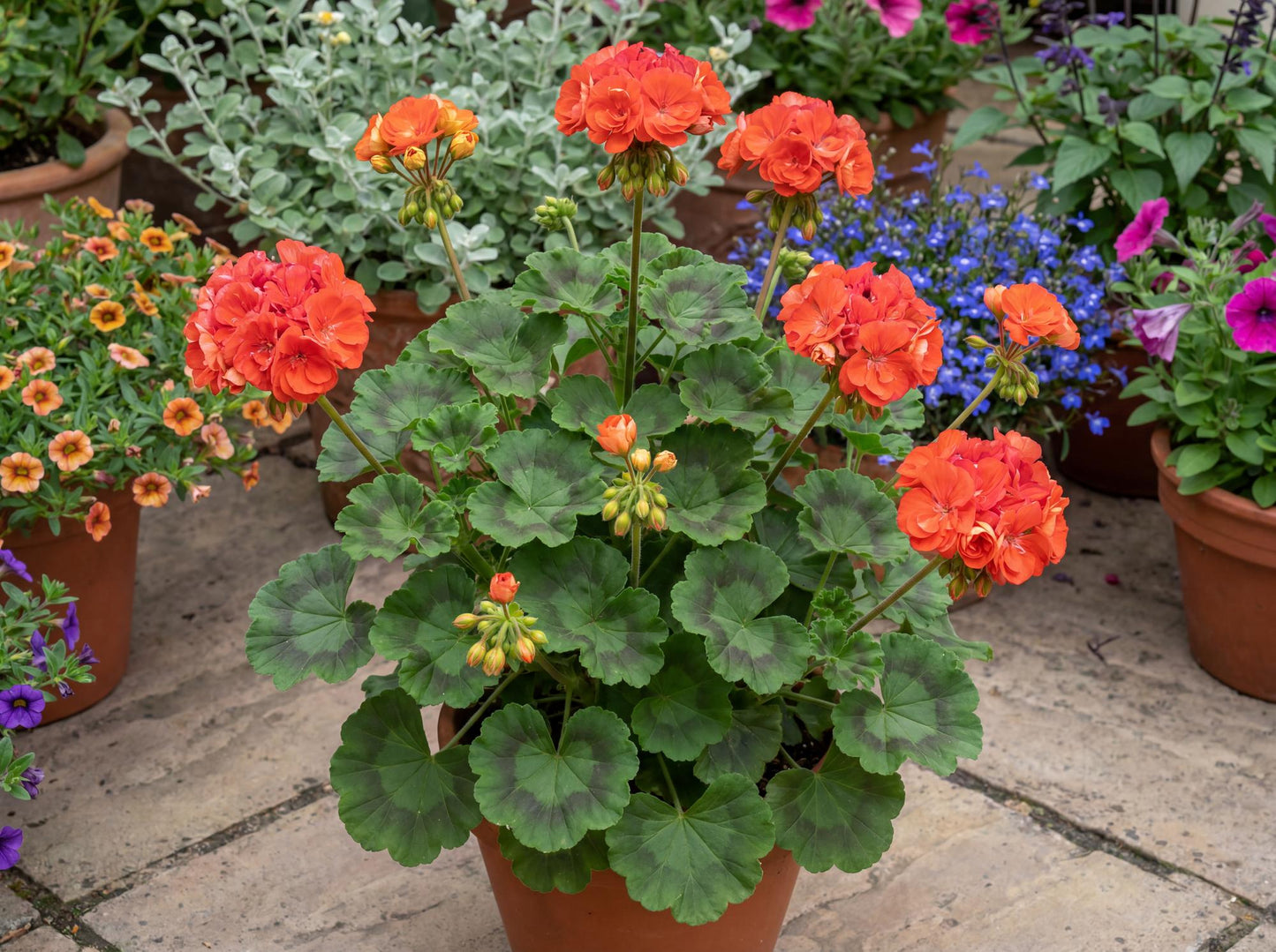 Rocky Mountain Orange Zonal Geranium