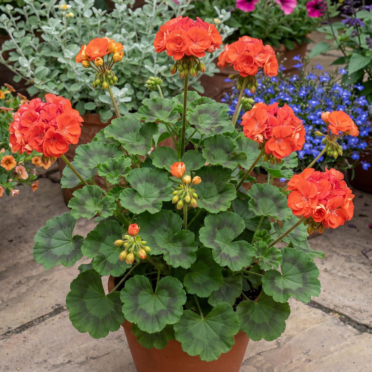 Rocky Mountain Orange Zonal Geranium
