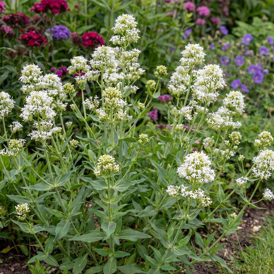 Albus White Valerian