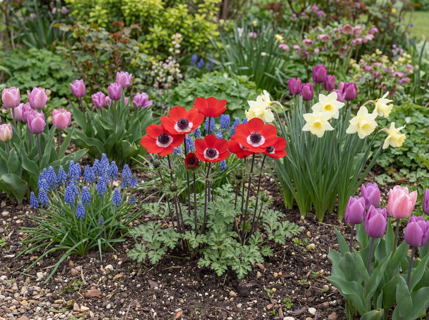 Harmony Scarlet Anemone
