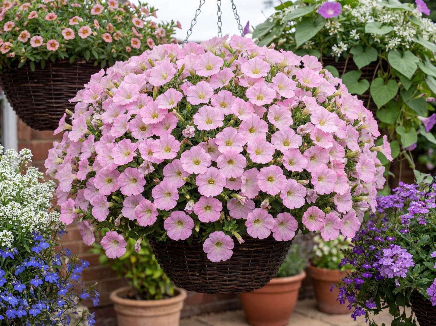 Potunia Piccola Pink Petunia