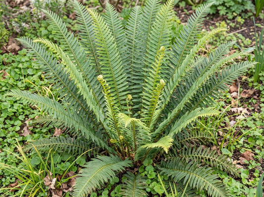 Western Sword Fern