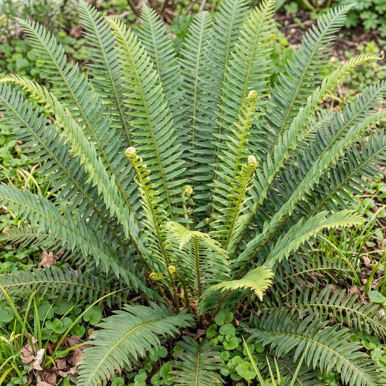 Western Sword Fern