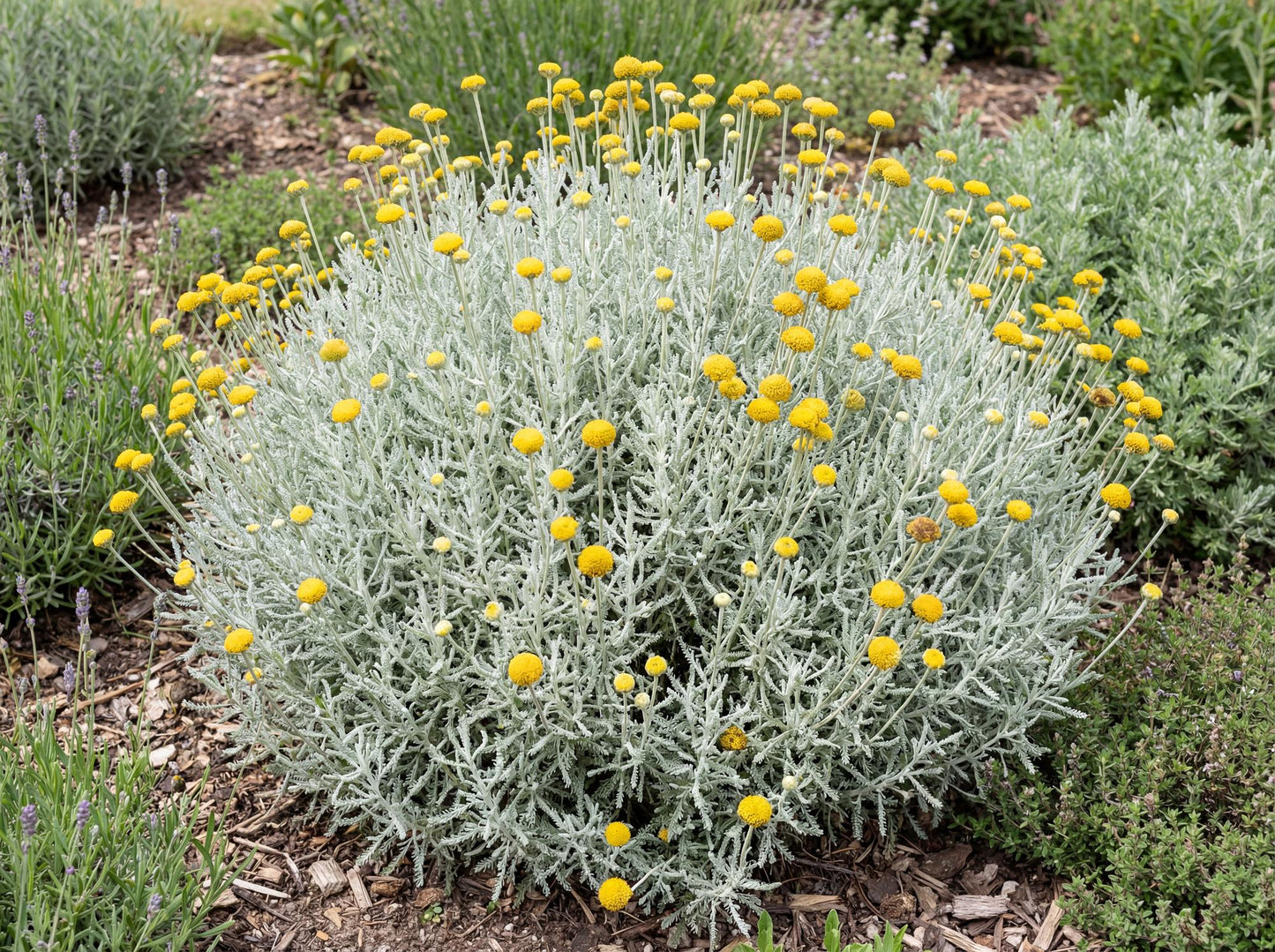 Lavender Cotton (Santolina chamaecyparissus)