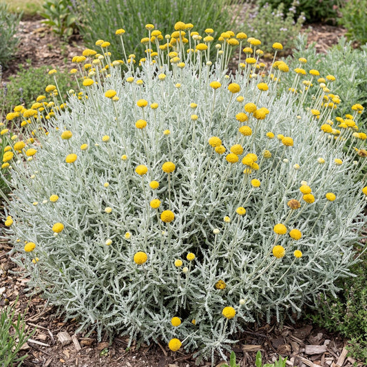 Lavender Cotton (Santolina chamaecyparissus)