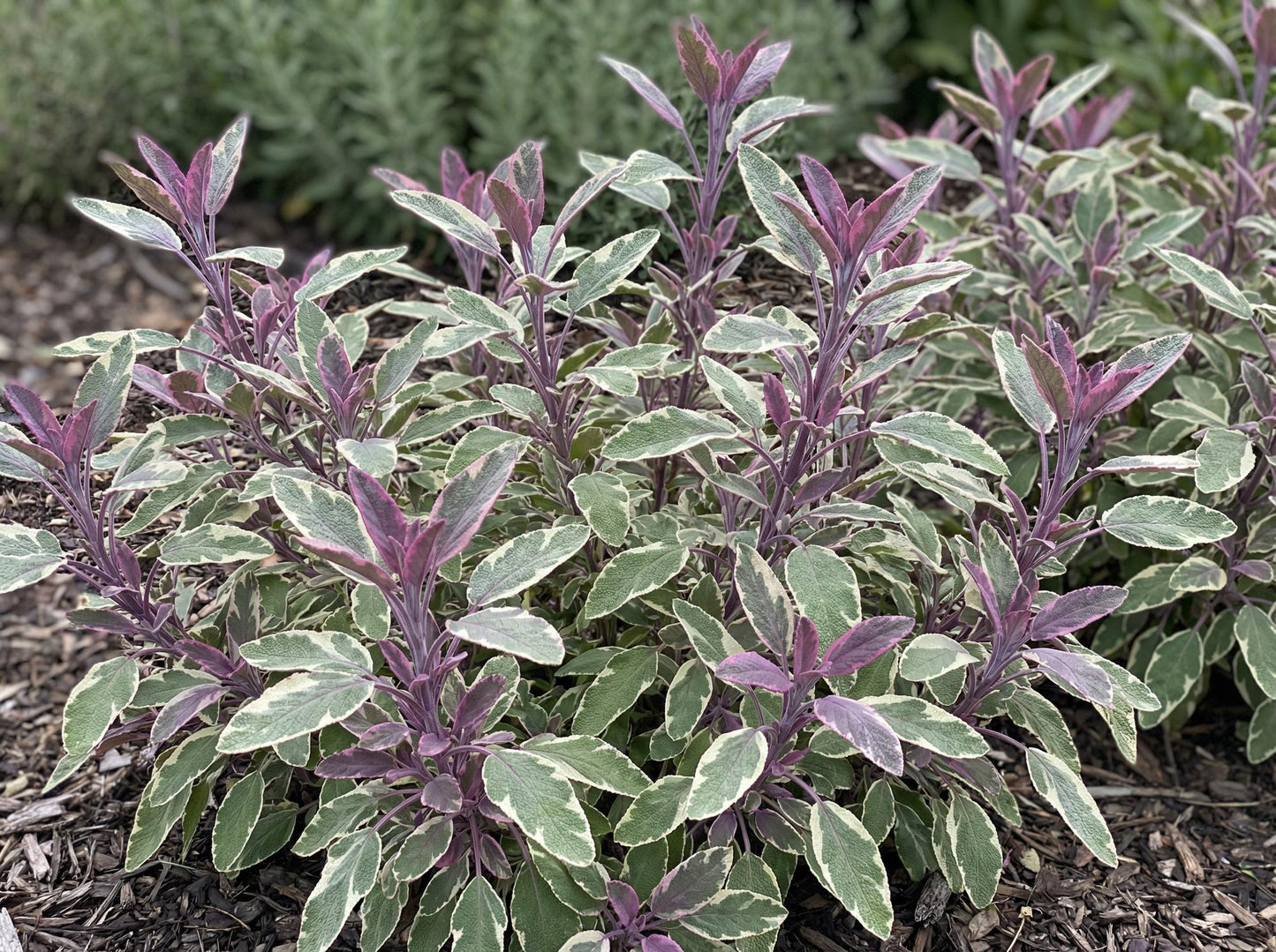 Tricolor Sage