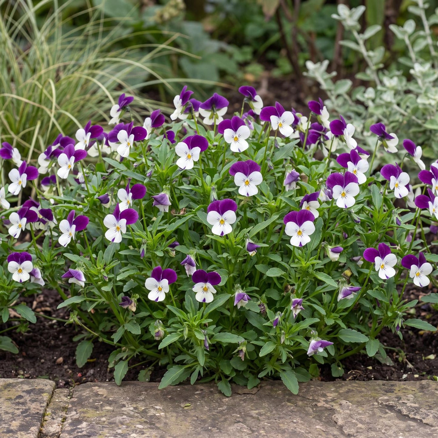 Penny White Jump Up Viola