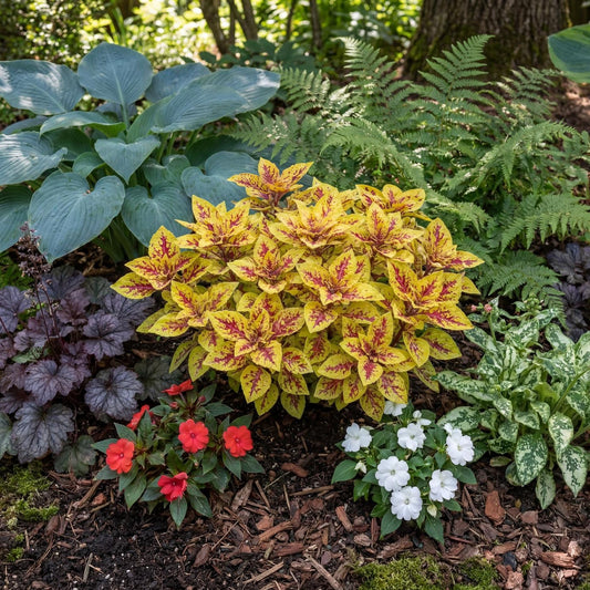 Marrakesh Coleus